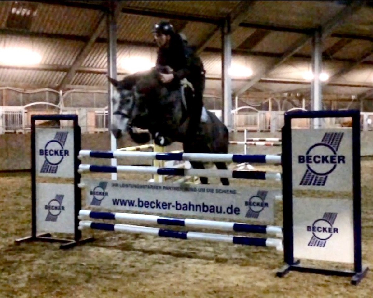 jumper Cloony 8 (Westphalian, 2009, from Can Do L)