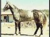 stallion Monopol (Holsteiner, 1972, from Moltke I)