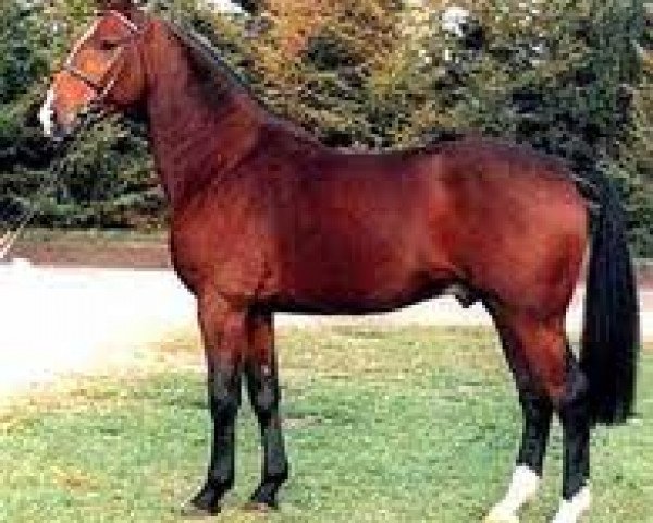 stallion Falkland (Holsteiner, 1975, from Farnese 3804)