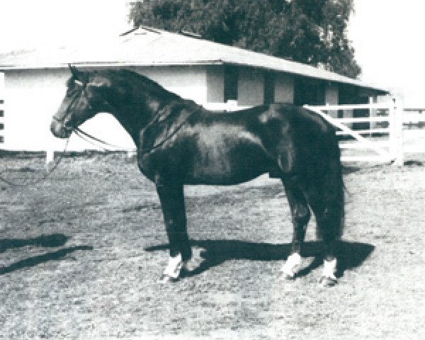 stallion Contact (Holsteiner, 1974, from Cor de la Bryère)