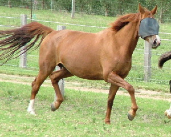 broodmare Belcam Gemine (Hanoverian,  , from Belcam Glasgow)