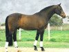 stallion Northern Congress (Holsteiner,  , from Contact)