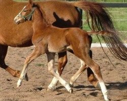 horse Wolfingham Diego (German Warmblood, 2008, from Wolfingham Dalziel)