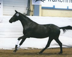 broodmare Gioia (Trakehner, 2002, from Monteverdi)