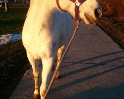 Zuchtstute Gamyla (Deutsches Reitpony, 1992, von Ghandy)