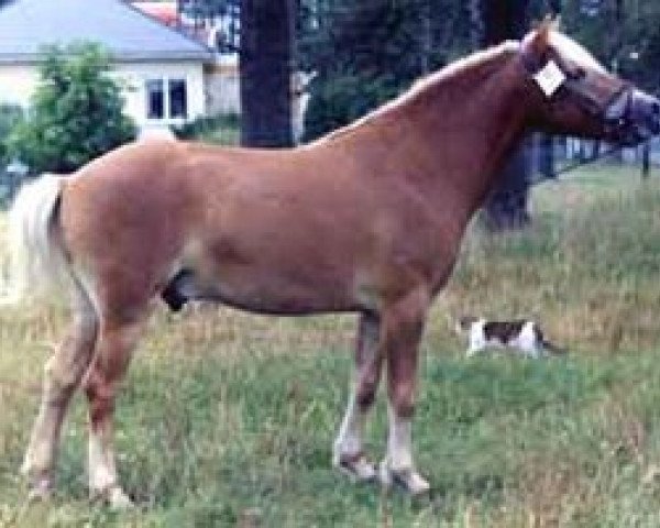 stallion Kajak G 405 (Gotland Pony, 1984)