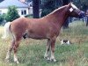 Deckhengst Kajak G 405 (Gotland-Pony, 1984)