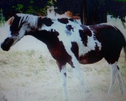 broodmare Shoshone (Arab half breed / Partbred, 1972, from Sir George ox)