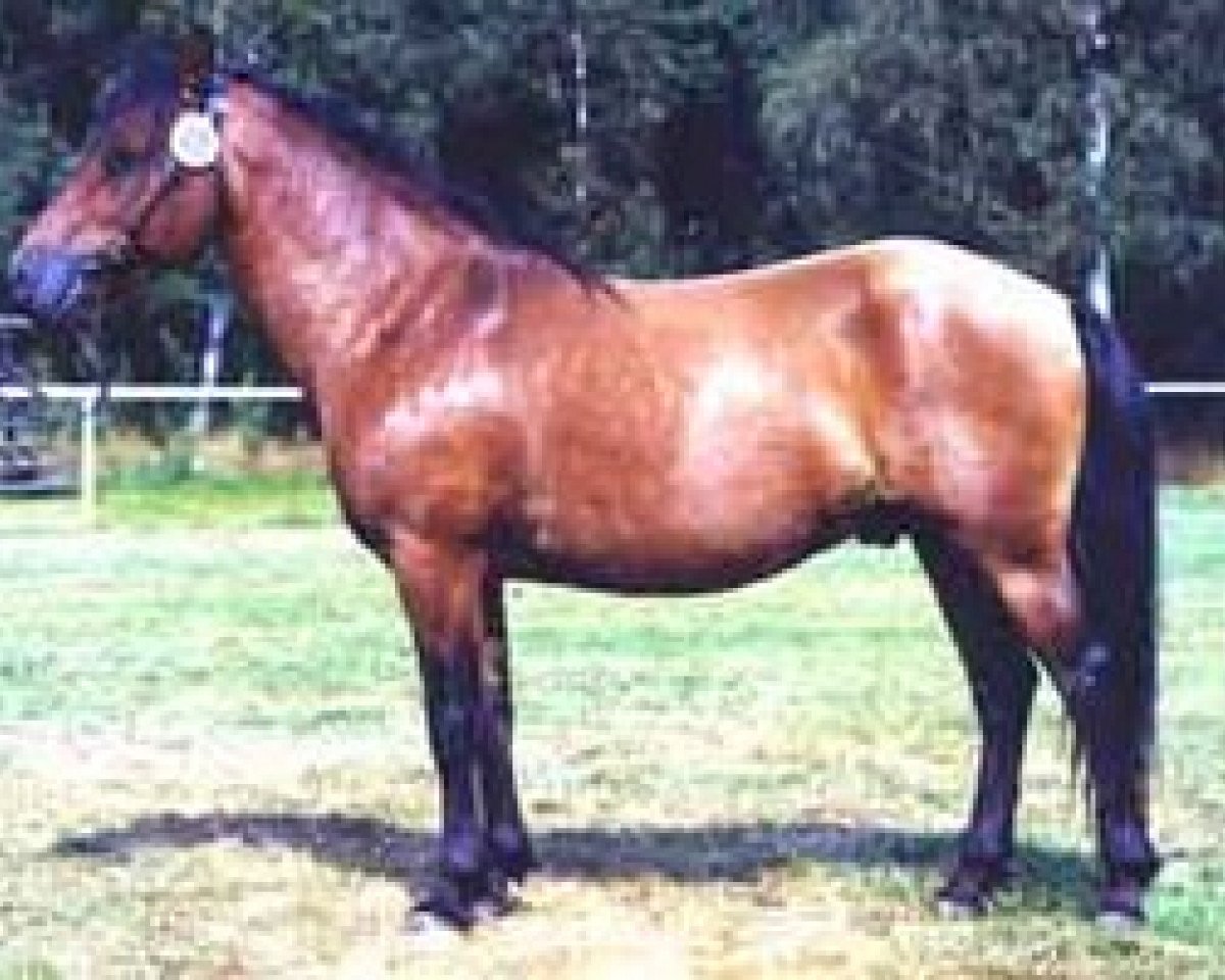 stallion Kanel RR 442 (Gotland Pony, 1989, from Kajak G 405)