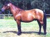 stallion Kanel RR 442 (Gotland Pony, 1989, from Kajak G 405)