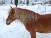 Deckhengst Hilmer RR 495 (Gotland-Pony, 1995, von Kanel RR 442)
