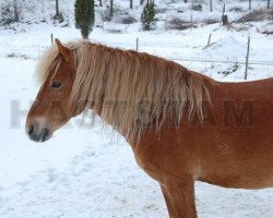 stallion Hilmer RR 495 (Gotland Pony, 1995, from Kanel RR 442)