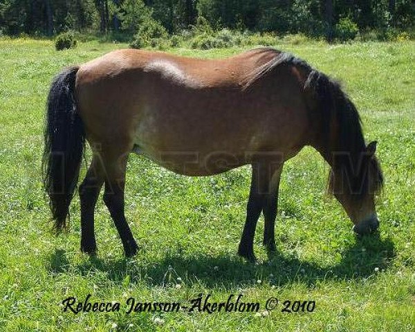 broodmare Liljekonvalj 4124 (Gotland Pony, 1999, from Hilmer RR 495)