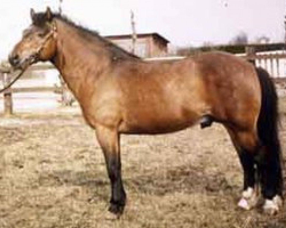 Deckhengst Bom 144 (Gotland-Pony, 1957, von Fröjd RR 120)