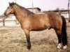 stallion Bom 144 (Gotland Pony, 1957, from Fröjd RR 120)