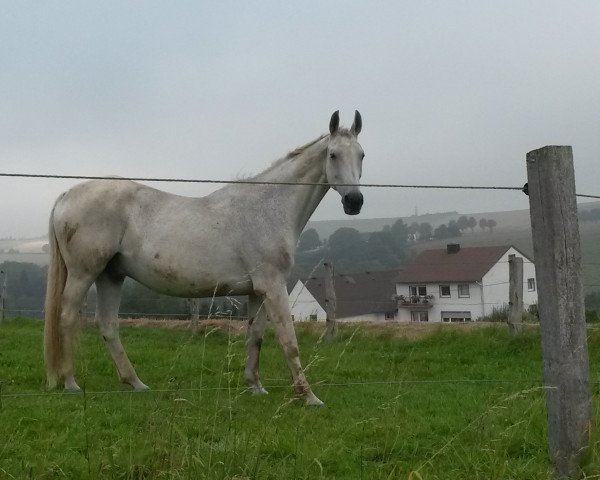 Pferd Grisu (Hannoveraner, 1990, von Gimpel 34)