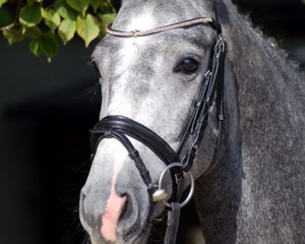 dressage horse Waitomo (Hanoverian, 2008, from Wolkentanz I)