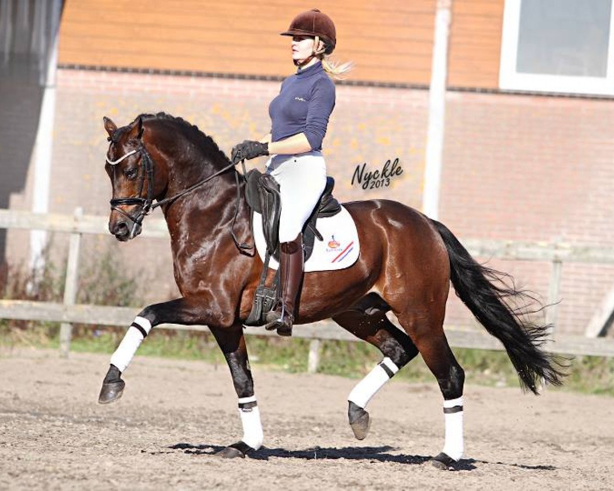 Pferd King William (Deutsches Reitpony, 2001, von Kaiserjaeger xx)