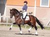 horse King William (German Riding Pony, 2001, from Kaiserjaeger xx)