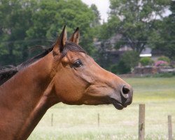 Dressurpferd Minzdame (Trakehner, 2005, von Cadeau)