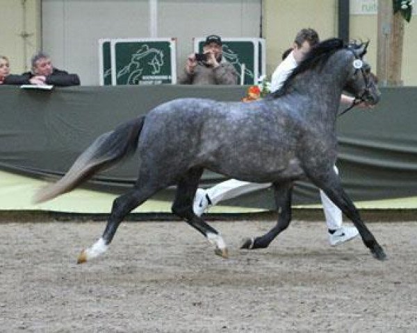 horse Rakt's Roxy (Welsh-Pony (Section B), 2010, from Woldberg's Bart)