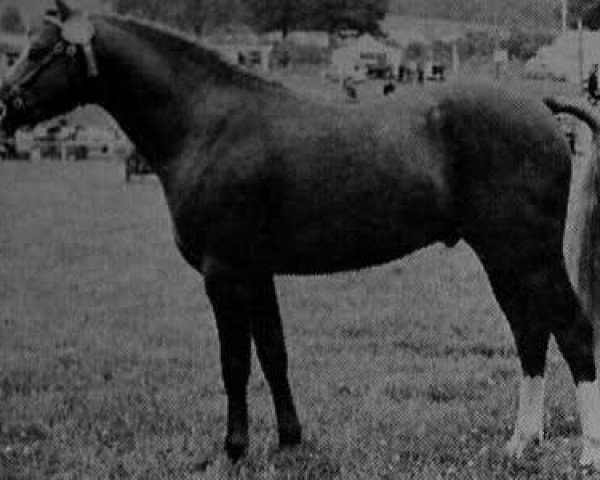 stallion Brockwell Chipmunk (Welsh-Pony (Section B), 1965, from Brockwell Cobweb)