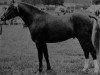stallion Brockwell Chipmunk (Welsh-Pony (Section B), 1965, from Brockwell Cobweb)