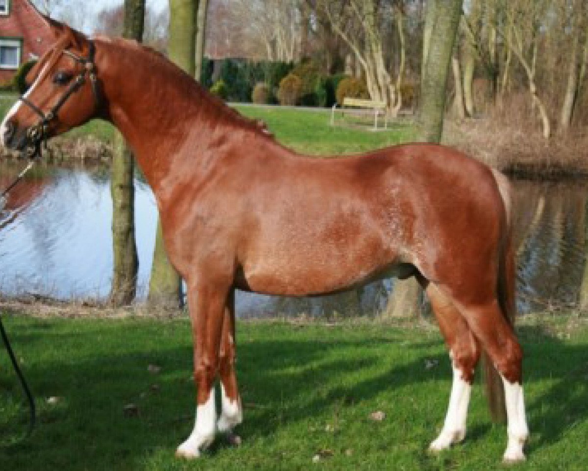 stallion Linde Hoeve's Daniel (Welsh-Pony (Section B), 2003, from Shamrock Mr. Oliver)