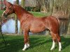 Deckhengst Linde Hoeve's Daniel (Welsh Pony (Sek.B), 2003, von Shamrock Mr. Oliver)