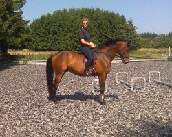 dressage horse Minz Manni (Trakehner, 2004, from Cadeau)