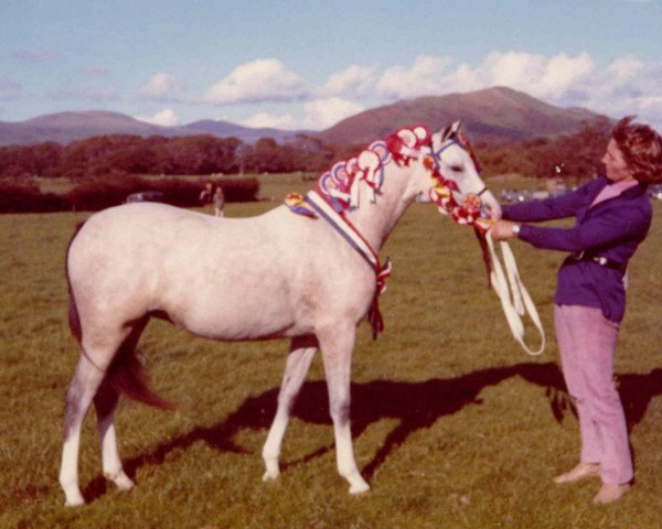 Zuchtstute Weston Choice (Welsh Pony (Sek.B), 1969, von Gorsty Firefly)
