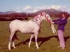 Zuchtstute Weston Choice (Welsh Pony (Sek.B), 1969, von Gorsty Firefly)
