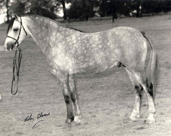 stallion Weston Olympian (Welsh-Pony (Section B), 1977, from Weston Neptune)