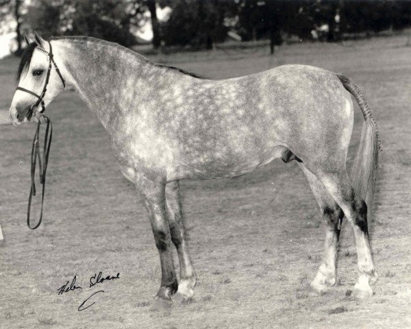 Deckhengst Weston Olympian (Welsh Pony (Sek.B), 1977, von Weston Neptune)