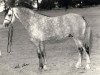 Deckhengst Weston Olympian (Welsh Pony (Sek.B), 1977, von Weston Neptune)