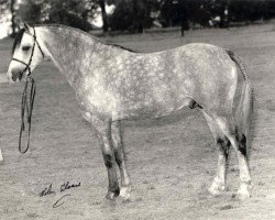 stallion Weston Olympian (Welsh-Pony (Section B), 1977, from Weston Neptune)