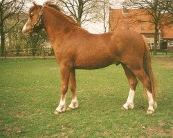 horse Priestwood Tymestl (Welsh-Pony (Section B),  , from Weston Regent)