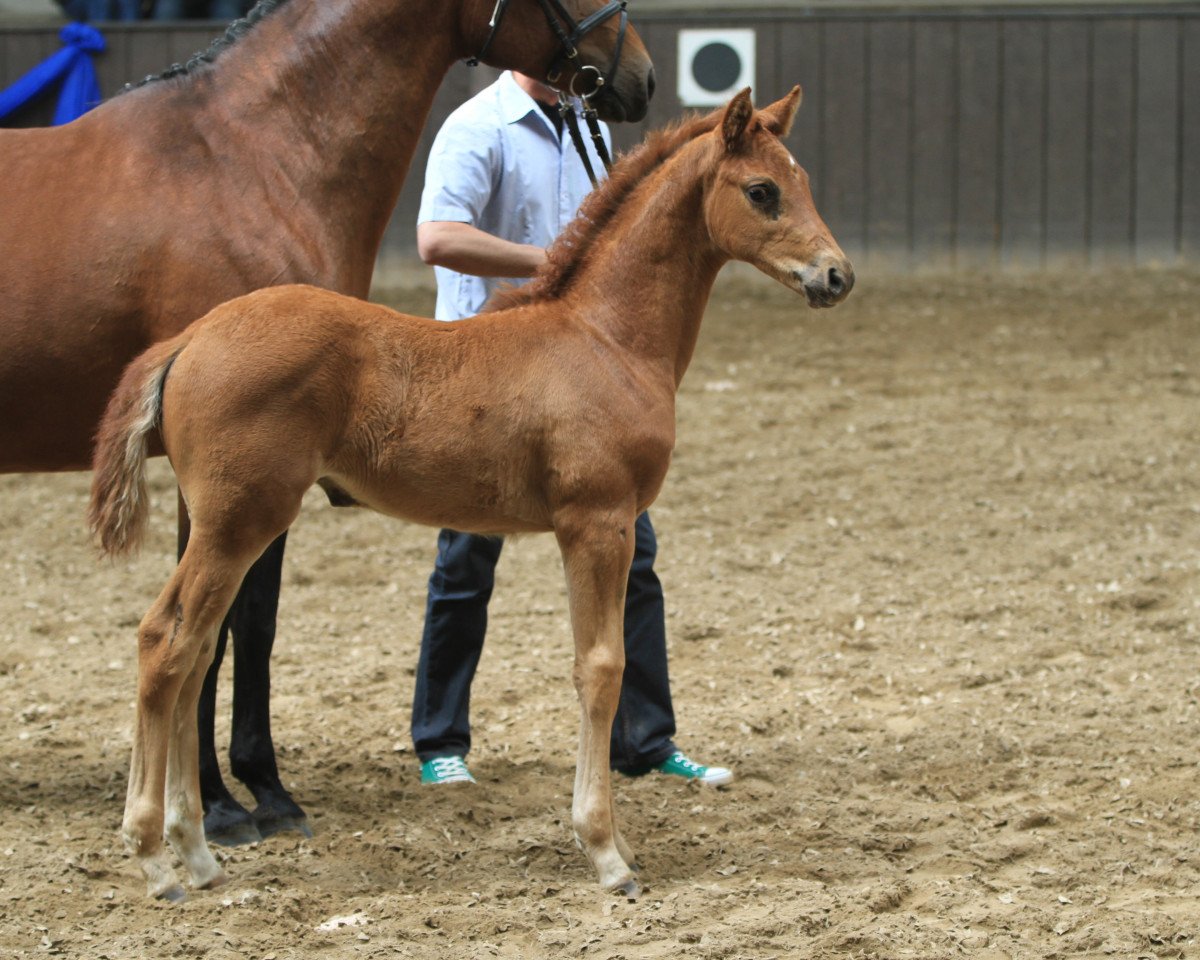 broodmare Minzrose (Trakehner, 2012, from Banderas)