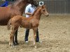 broodmare Minzrose (Trakehner, 2012, from Banderas)