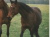 broodmare L'Egalite xx (Thoroughbred, 1991, from Homing xx)