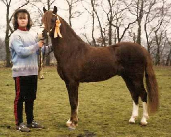 stallion Woldberg's Jeroen (Welsh-Pony (Section B), 1978, from Arkelshof's Sunlight)