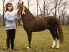 stallion Woldberg's Jeroen (Welsh-Pony (Section B), 1978, from Arkelshof's Sunlight)