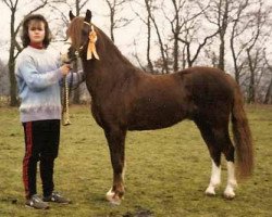 stallion Woldberg's Jeroen (Welsh-Pony (Section B), 1978, from Arkelshof's Sunlight)