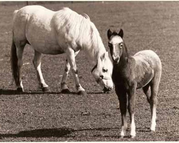 broodmare Synod Nutshell (Welsh mountain pony (SEK.A), 1970, from Criban Bantam)