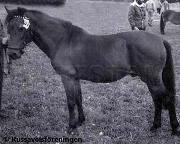 Deckhengst Dröm Junior (Gotland-Pony, 1965, von Dröm)