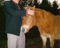 broodmare Fia (Gotland Pony, 1974, from Dröm Junior)