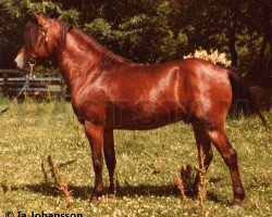 stallion Ebon 335 (Gotland Pony, 1977, from Emil 301)