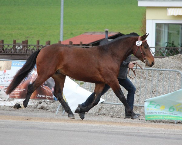 Pferd Never-Boy (Freiberger, 2012)