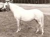 Zuchtstute Rakt's Fynie (Welsh Mountain Pony (Sek.A), 1976, von Coed Coch Brodor)