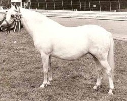 broodmare Rakt's Fynie (Welsh mountain pony (SEK.A), 1976, from Coed Coch Brodor)